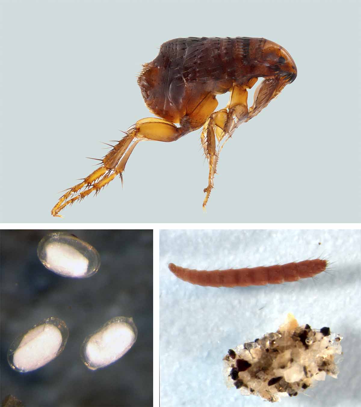 Breaking the flea life cycle