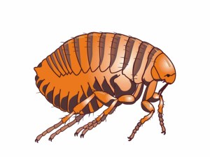 Cartoon image of a flea