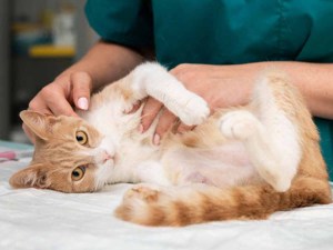 Orange and white cat laying on his side with at a vet office.