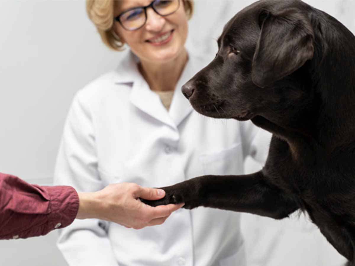 Vaccinations for dogs and cats