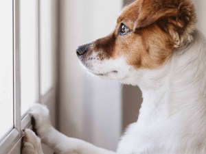 Small dog standing on hind legs looking out a window