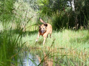 Large brown dog playing outside in the grass near a pond