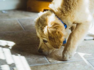 Golden retriever puppy sniffing the tile floor.