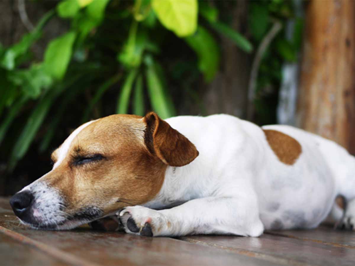 Plants and foods that are poisonous to pets