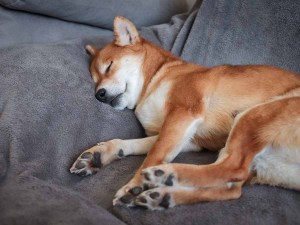 Brown shiba inu sleeping on a couch