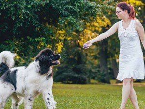 Lady playing fetch with a large black and white dog outside.