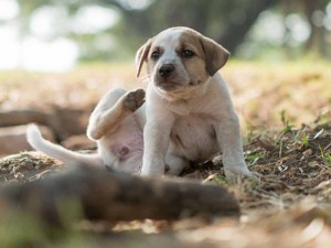 Puppy sitting outside trying to scratch his face.