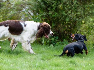 Two dogs playing rough outside in the grass