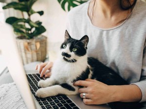 Black and white cat laying on owners laptop.