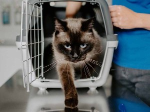 Cat crawling out of her kennel onto a countertop.