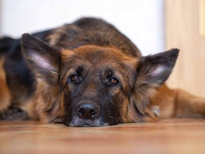 Long-haired german shepherd laying on the ground.