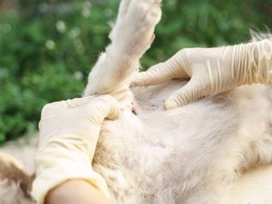 Vet looking at a wound on a large white dog's belly