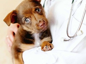 Brown puppy looking at camera while in a vet's arm.