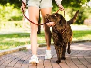 person walking large brown dog on a leash