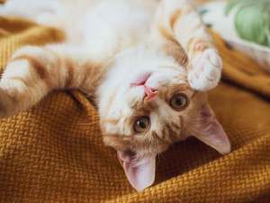 Orange cat laying on his back looking at the camera