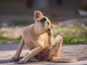 Small brown dog scratching his ear