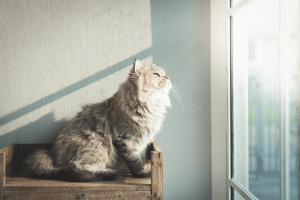 Fluffy grey cat sitting on a stool in the sunlight looking out the window.