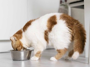 Fluffy white and brown cat eating out of a food ball.