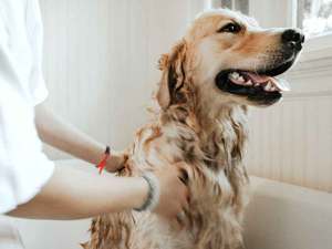 Golden retriever getting a bath.