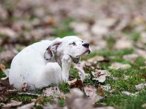 White puppy scratching his face.