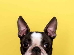 French bulldog with ears perked up against yellow background