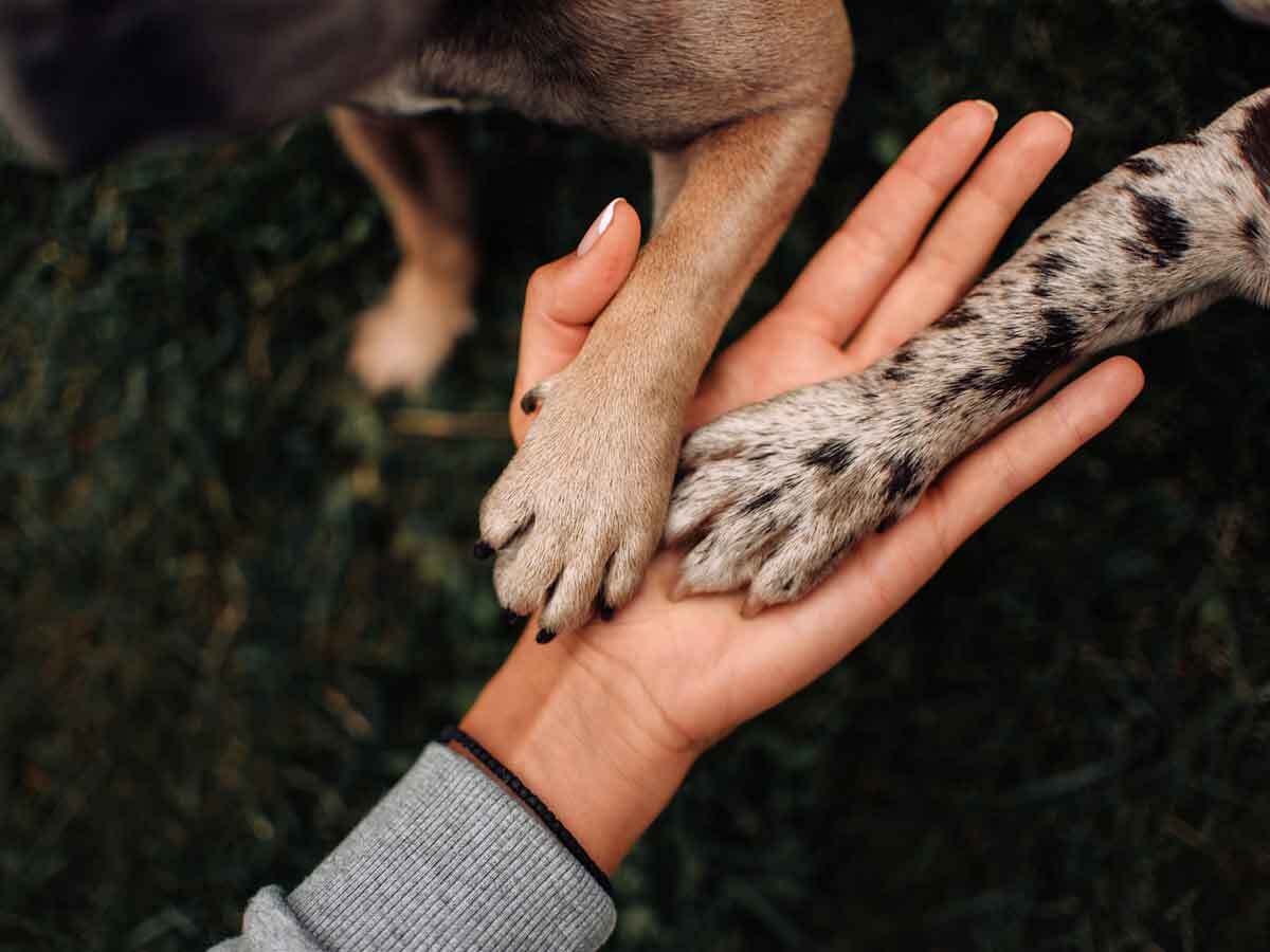 Summer paw care: seven essential tips