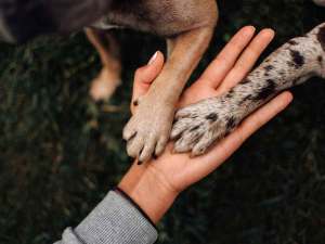 Tan dog paw and spotted dog paw lying across a person's hand