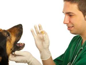 Vet holding a dog treat in his hand while scratching dog's chin.