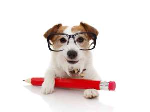 Small white and brown dog wearing glasses and holding a large pencil.