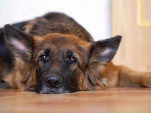 Long-haired german shepherd laying on the ground.