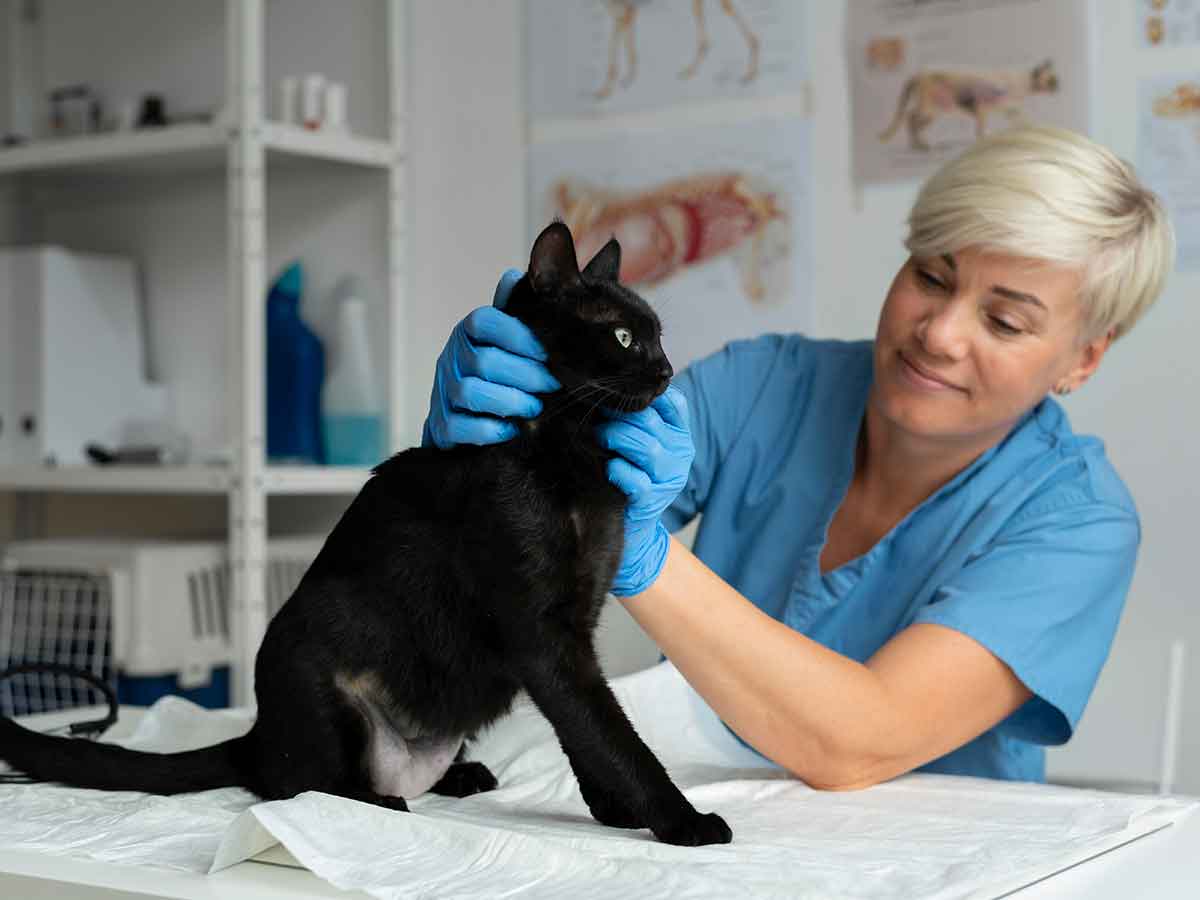 Diabetes isn’t a death sentence: the ease of caring for a diabetic pet