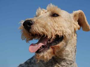 Close-up image of a side profile of a white curly hair dog.