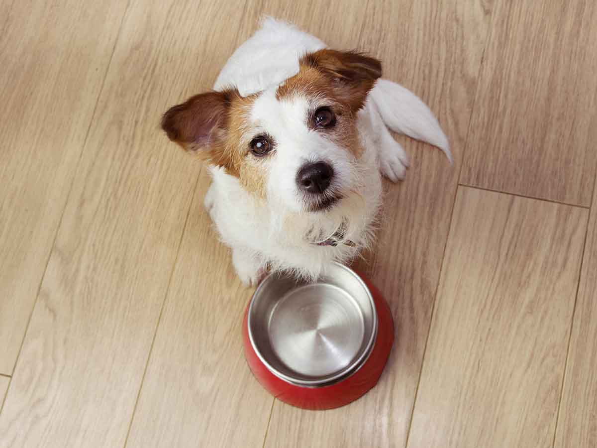 What you should and shouldn’t feed your dog