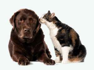 Cat sniffing chocolate lab laying on the floor.