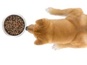 Aerial photo of Shiba inu standing over bowl of dog food