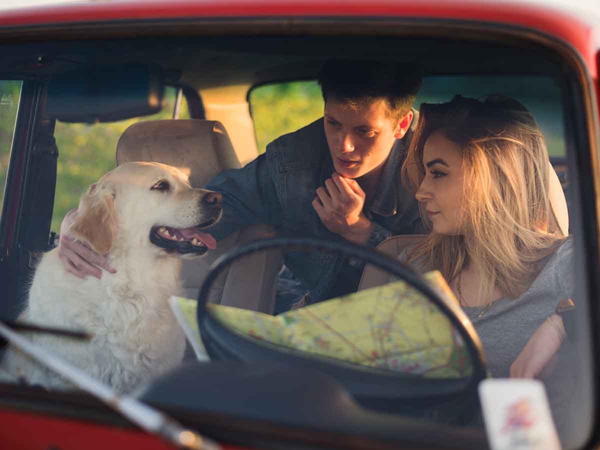 The danger of leaving a dog alone in a car