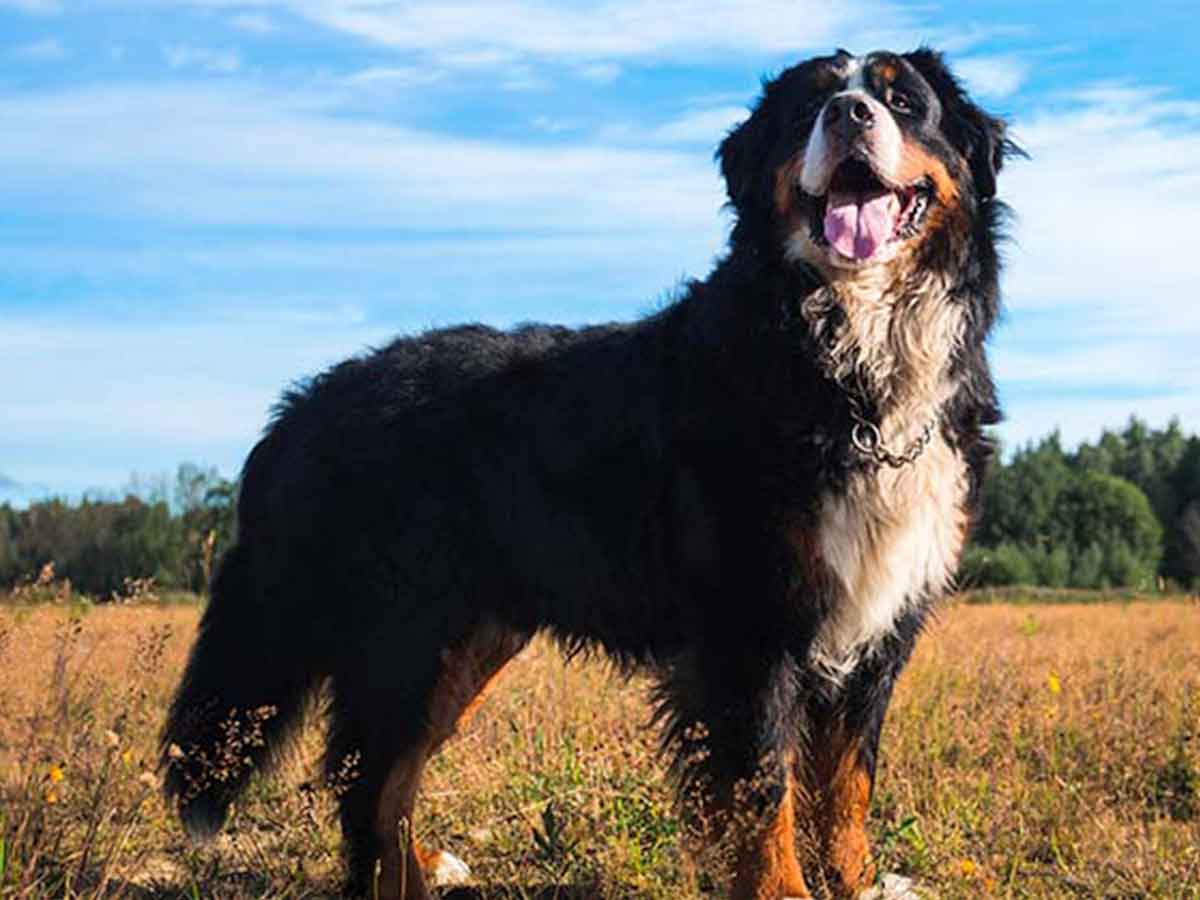 Breeds of dogs that need the most exercise