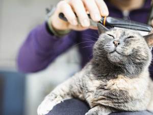 Cat getting brushed by her owner