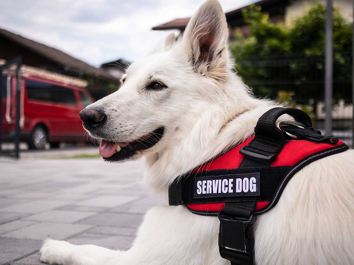 Could you raise a service dog?