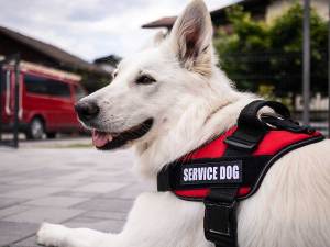 White dog in red service dog vest lying down outside