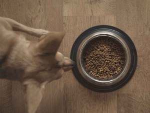 Dog running towards bowl of dog food