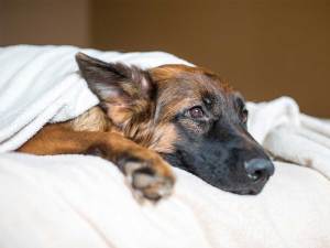 Sad dog lying on bed covered in blanket