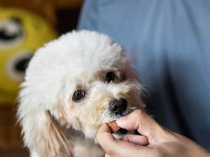 Man giving heartworm treatment to small white dog