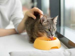 Grey cat eating food from bowl while being pet