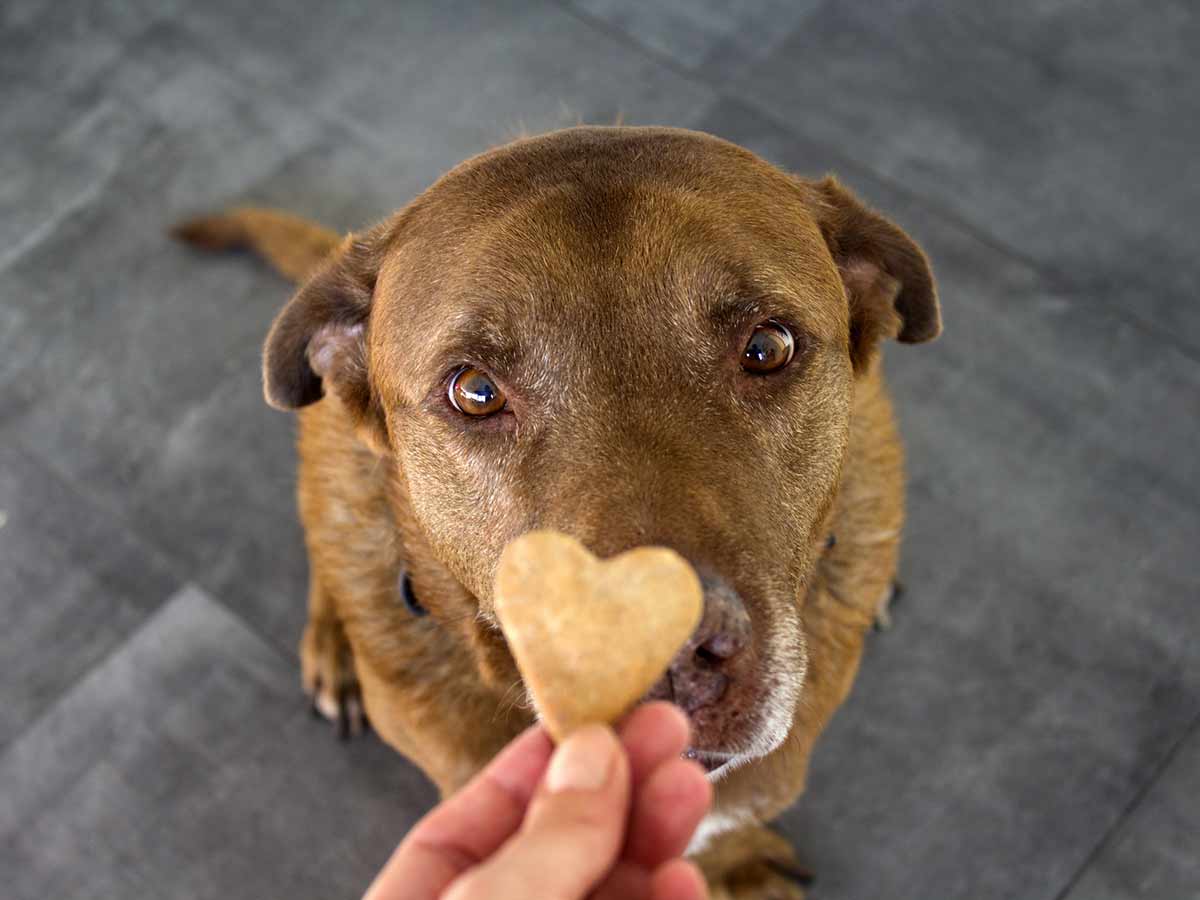 Choosing a healthy dog treat