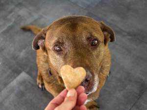 Brown dog staring up at heart-shaped treat