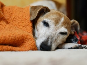 Senior pet laying under a blanket