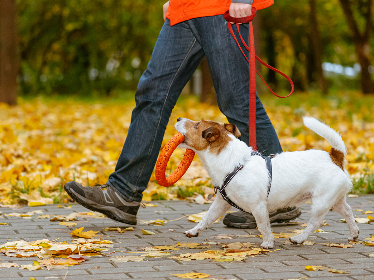 Fall pet care