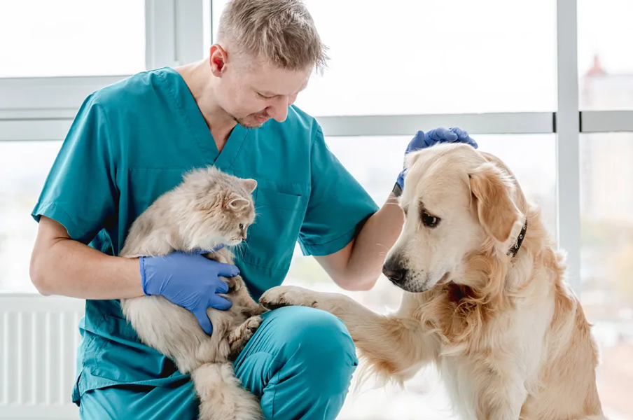 male veterinarian holding a cat with large dog