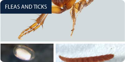 stages of fleas life cycle
